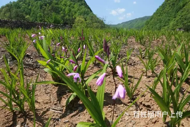 湖北百草堂白芨种植技术扶持，获得众多种植农户称赞 - 图片 2