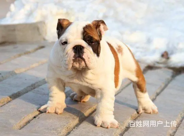 精品法牛犬出售 品相极佳 可视频选狗可上门看狗 - 图片 9
