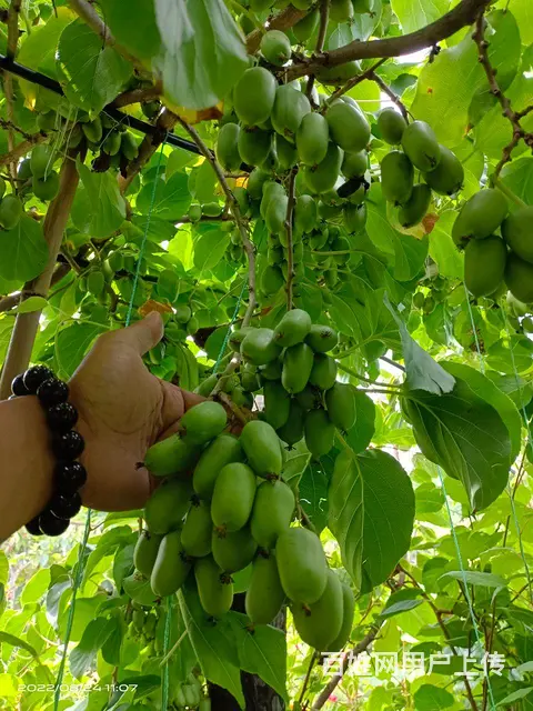 卖各种果树 - 图片 4