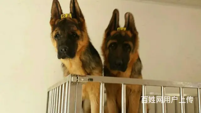 德牧锤系德牧 黑背 大锤血统 德牧养殖基地名犬后代 - 图片 5