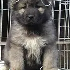 出售精品高加索幼犬 健康纯种 售后保障 带血统证书