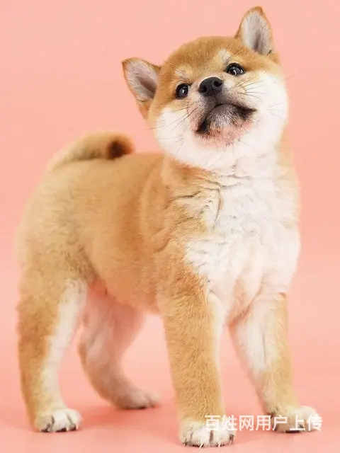 纯种日本柴犬多少钱 北京哪里有卖柴犬 纯种柴犬价格 - 图片 5