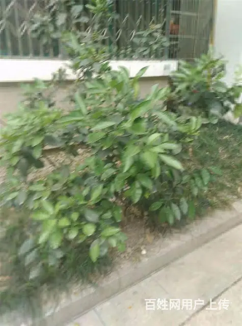 钱江七苑一室一厅太平门直接和谐钱江新城万象城2号和4号线银泰 - 图片 11