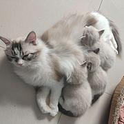 自家养布偶猫