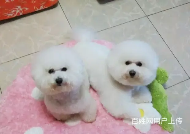 烟台哪里有比熊卖？卷毛棉花糖无泪痕 冰雪聪明 - 图片 5