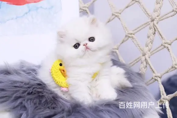 本地哪里有卖加菲猫的 加菲怎么护理 加菲好养吗 - 图片 6