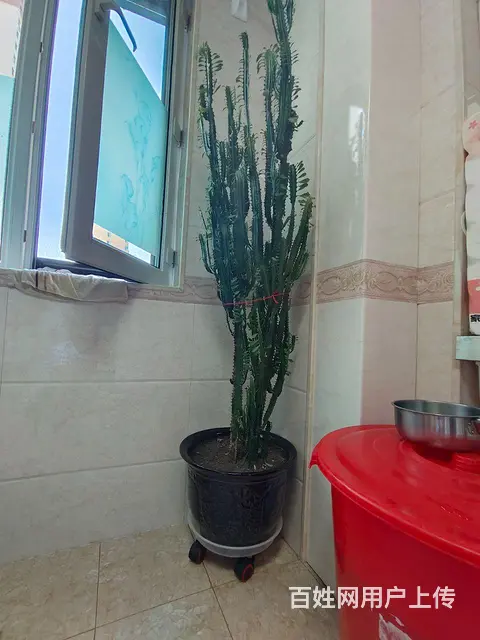 龙骨 - 图片 2
