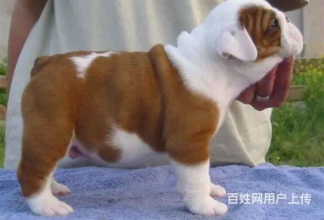 海盗眼 熊猫眼 黑白色 全白法国斗牛犬出售 - 图片 5