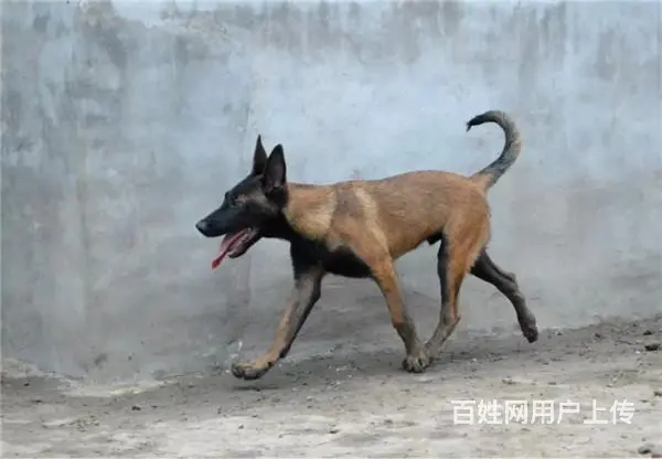 中卫哪有繁殖马犬幼犬的，马犬幼犬多少钱一只 - 图片 10