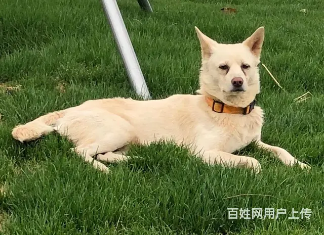 寻白色田园犬，戴橙色项圈的图片