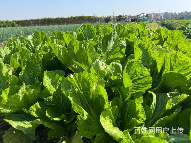 康来福农产品集团- 食堂食材配送，品类多，冷链配送 - 图片 4