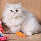 江西九江纯血豹猫幼崽价格多少
