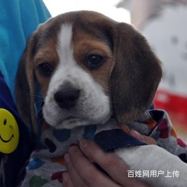 樂山賣比格犬的狗場小比格犬多少錢一隻