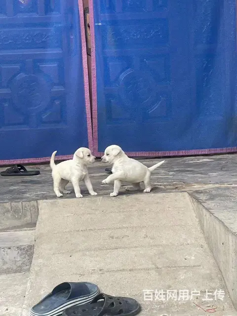 拉布拉多幼犬 - 图片