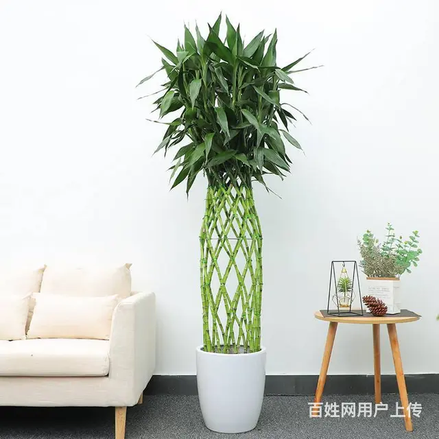 武汉商场绿植出租单位苗木养护写字楼绿化服务 - 图片