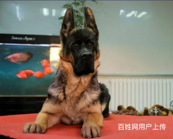 出售纯种德国牧羊犬  品质健康有保证 - 图片 1