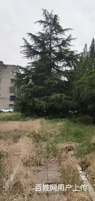 枝江老党校院内大量住房、仓库和场地出租 - 图片