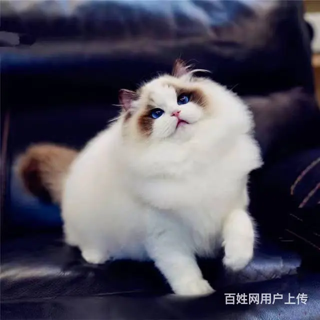 常州纯种布偶猫 保健康 自家繁育纯种 品相好 - 图片 1