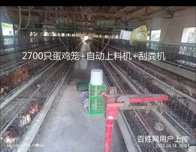闲置蛋鸡养殖设备一套 - 图片 3