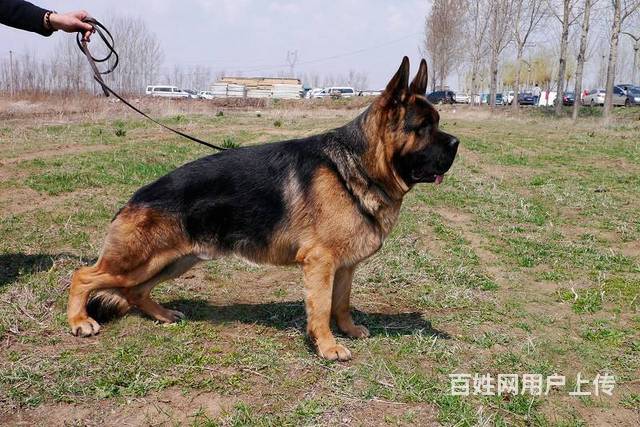 錘系大頭德國牧羊犬純種健康北京德牧基地