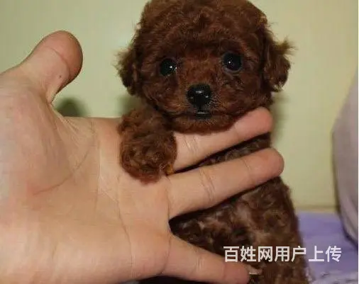 出售精品紫红色玩具小玩具体 茶杯体泰迪熊幼犬 - 图片 6