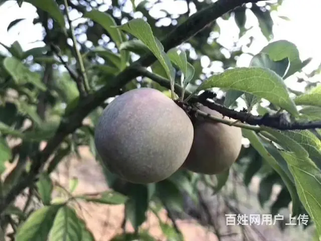 自家原生态三华李上市啦 - 图片 1