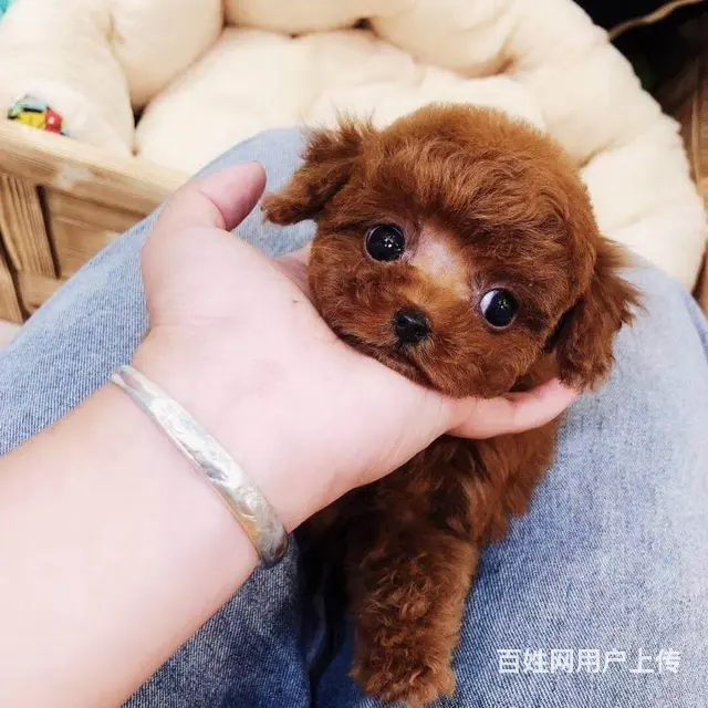 玩具 茶杯泰迪 灰色 白色 咖啡色 品质健康保 - 图片 1