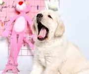 出售拉布拉多幼犬 黄色黑色咖啡色宝宝出售
