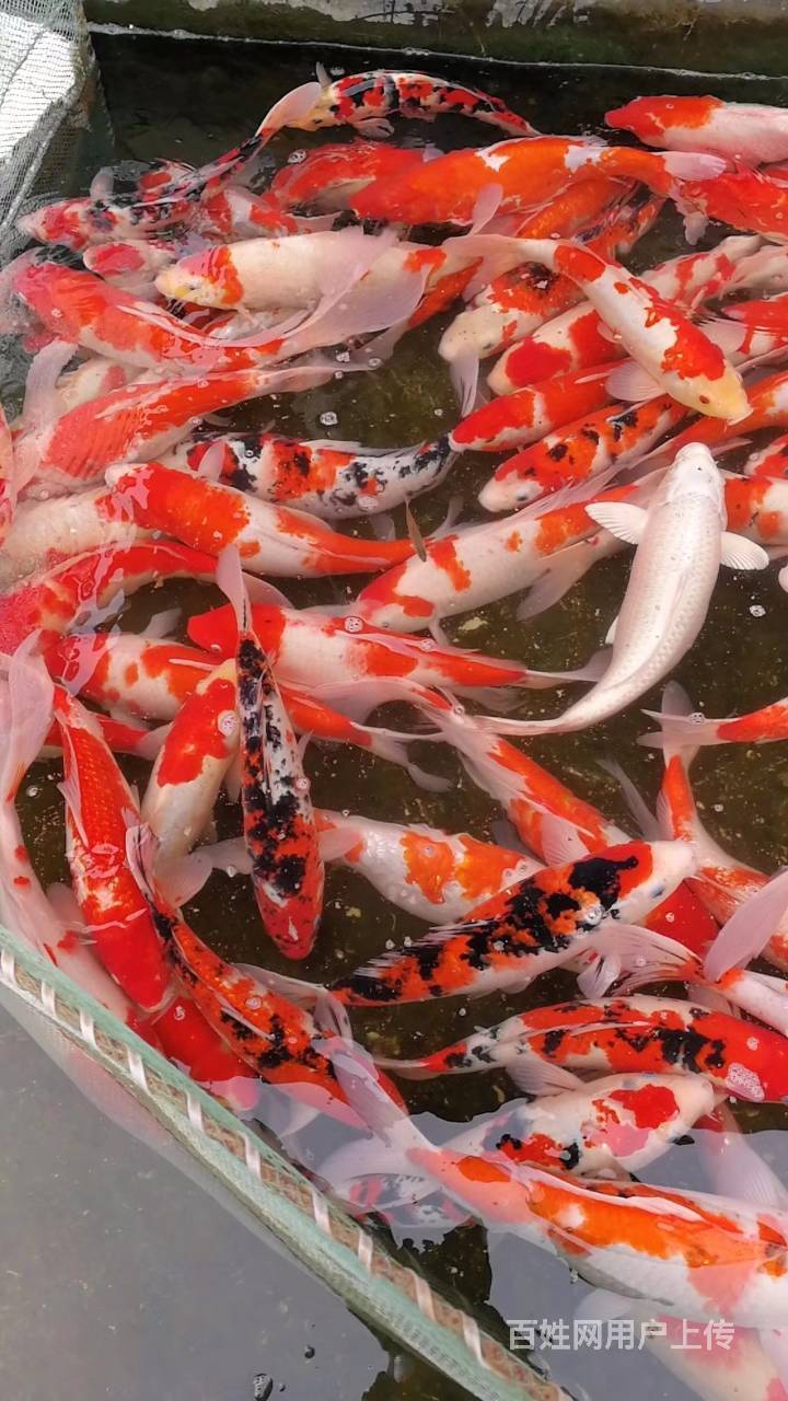 闵行卖锦鲤鱼闵行卖观赏鱼闵行卖金鱼闵行卖热带鱼