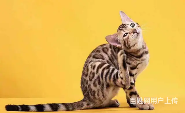 哪里有卖孟加拉豹猫的 无病无癣 包纯种健康 - 图片 4