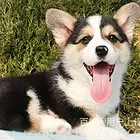 林芝柯基繁殖场柯基犬舍联系方式