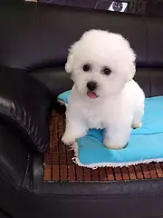 汉中哪里有卖宠物犬比熊 比熊多少钱一只