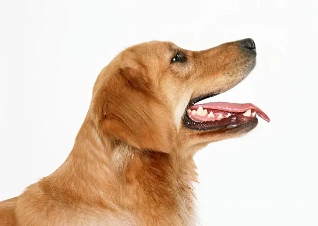 包头宠物托运（猫狗柴犬）（全国活体运输）一对一上门接 全程视 - 图片 2