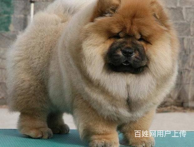 红狮犬是怎么培育出来的 _红狮犬多少钱一只-第1张图片-潮百科