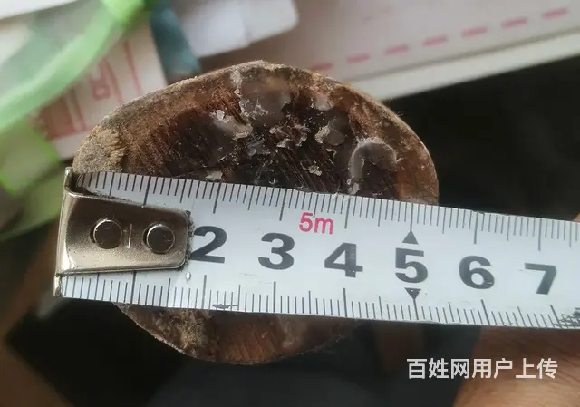 东北老鸹木 - 图片 3