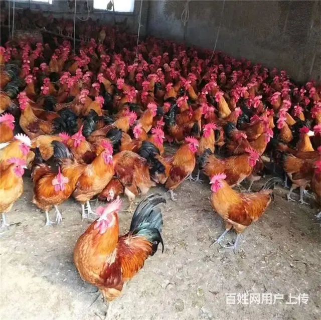 烟台鸡苗，烟台小鸡苗小鹅，烟台鹅苗 - 图片 8