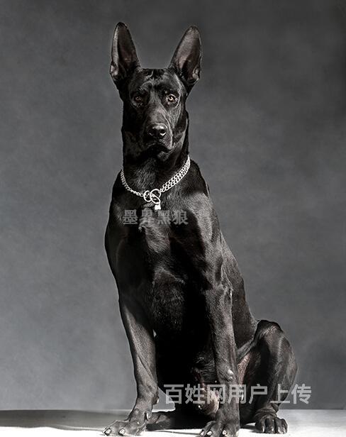 黑豹犬百科图片