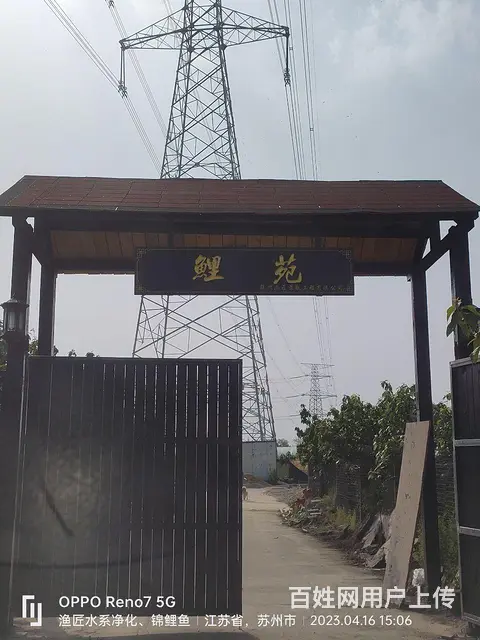 渔匠锦鲤养鲤场批发、零售锦鲤鱼 - 图片 6
