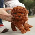 云南思茅哪里有t泰迪热卖犬小体泰迪好养吗