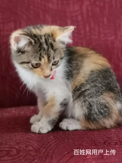 【搞定了！】两个月大的家养小猫咪免费送 - 图片 2