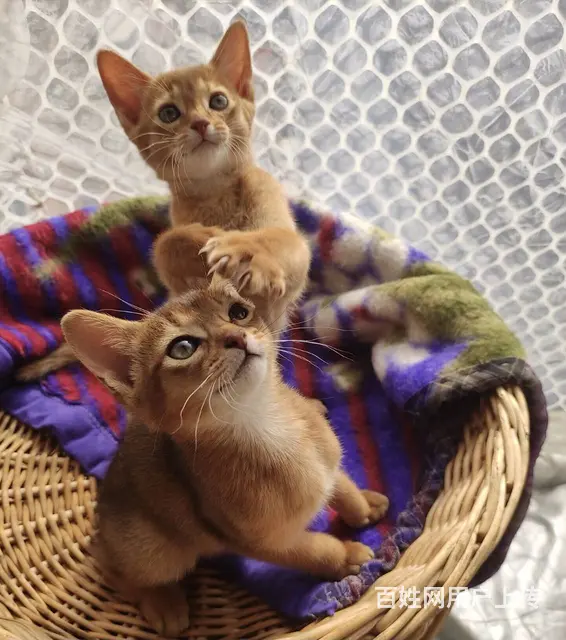 湖州小鹿色阿比西尼亚猫出售活泼可爱保健康 - 图片 7