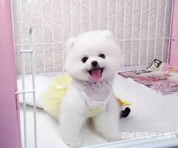 球体博美犬 出售哈多利版博美犬 可签售后协议 - 图片 5