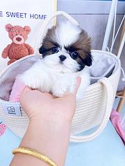 本地犬舍出售纯种小体西施犬保健康可签协议