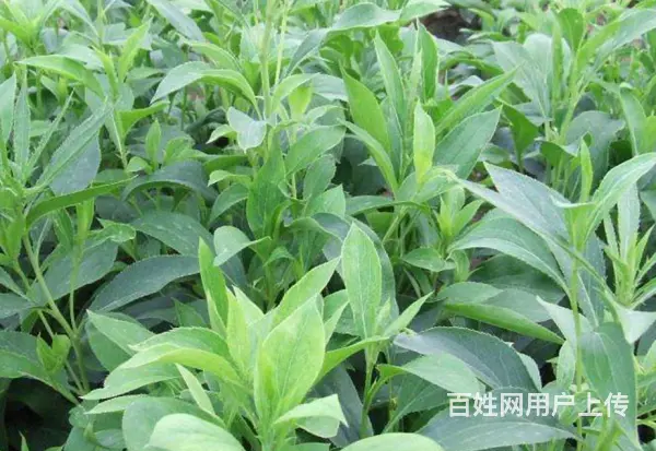 湖北百草堂苍术种植全流程革新，从选地育苗到采收加工 - 图片 2