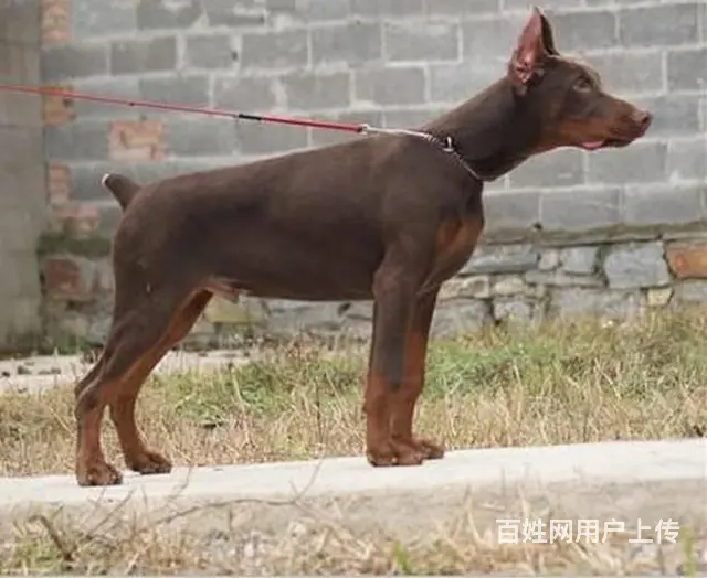 德系杜宾犬幼犬出售 爆胸骨量大公母均有 - 图片 5