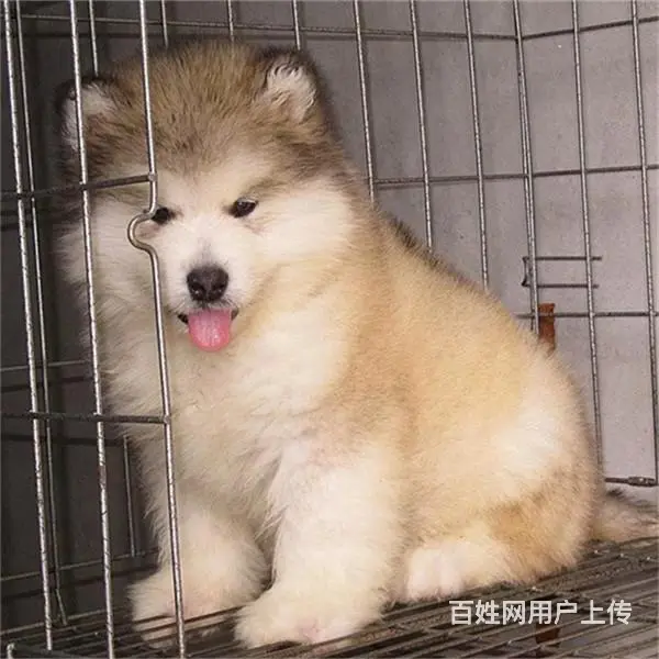 长春阿拉斯加哪里买 阿拉斯加在什么地方购买 - 图片 4