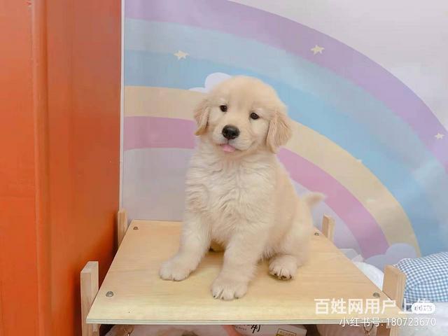 铜仁犬舍地址养狗基地的图片