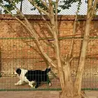 韶关哪里卖卡斯罗狗狗【卡斯罗犬舍】地址