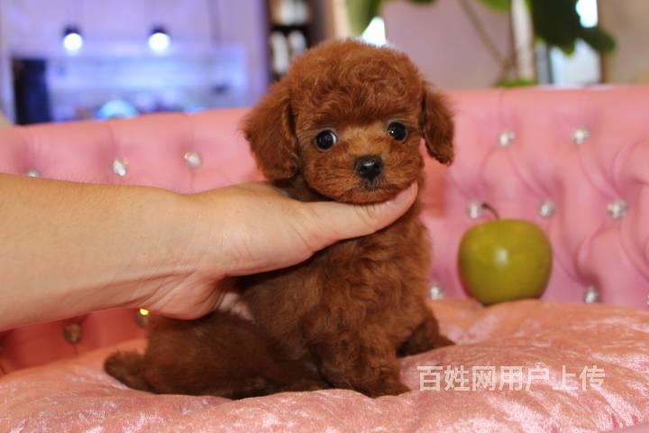 北京泰迪犬舍 茶杯泰迪 专业繁育泰迪犬