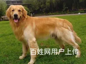 吕梁比熊哪里有卖,比熊幼犬哪里有卖 - 图片 2